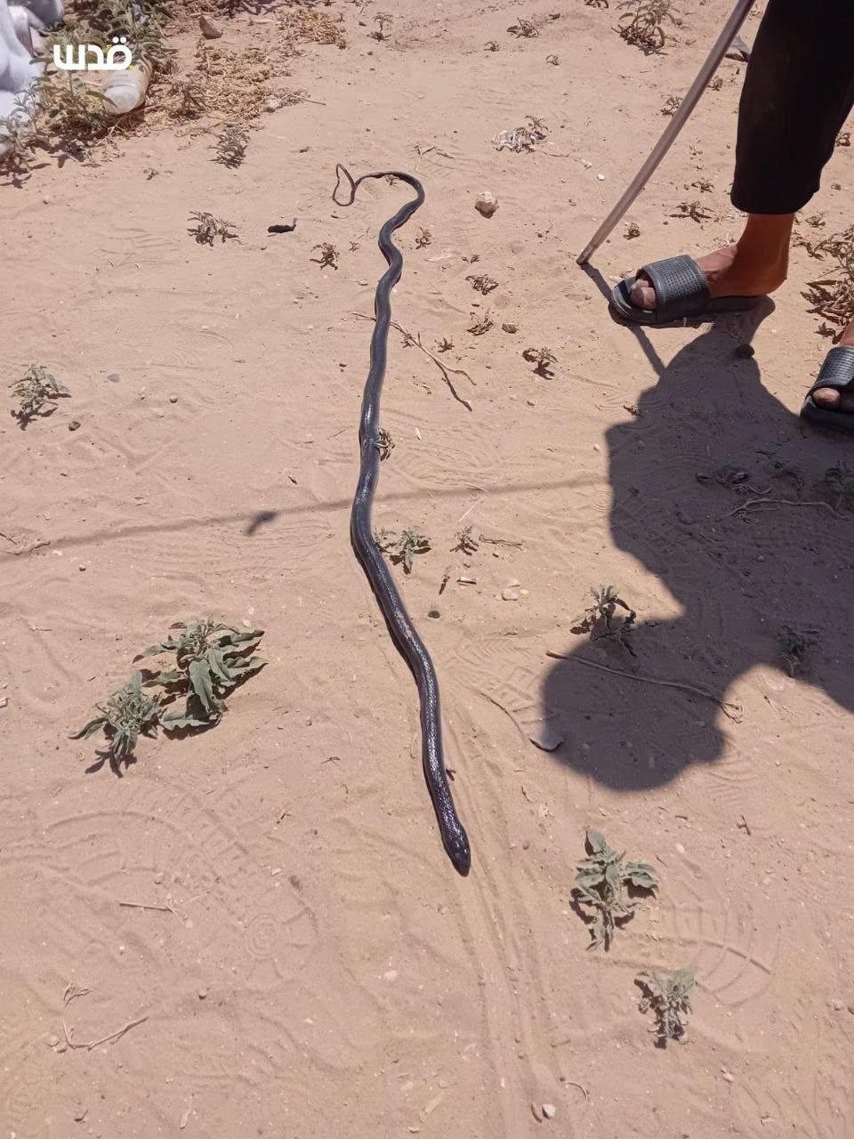 الأفاعي والعقارب تلاحق نازحي غزة في خيامهم