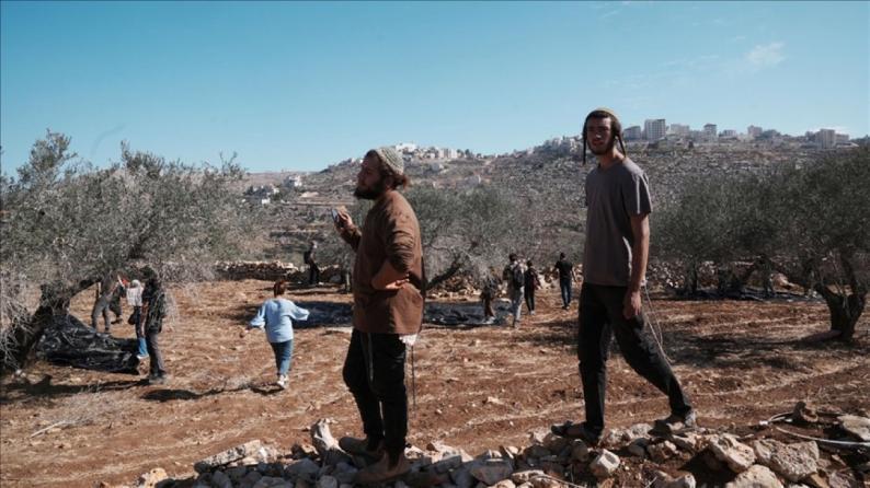 مستوطنون يهاجمون قاطفي الزيتون ويستولون على جرار زراعي في برقة بنابلس