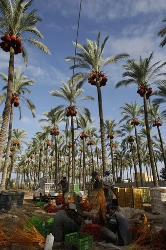 مزارعو النخيل في غزة يمنون بخسائر فادحة جراء تجريف الاحتلال لأراضيهم