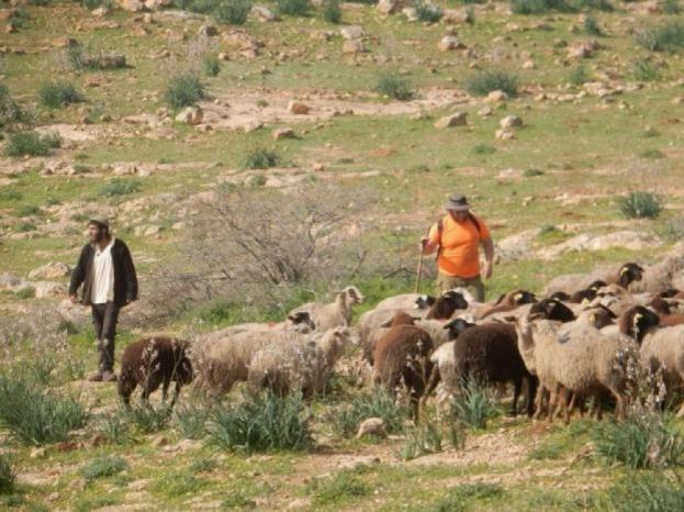 رام الله: مستعمرون يرعون أغنام في أراضٍ مزروعة بالزيتون بقرية المغير